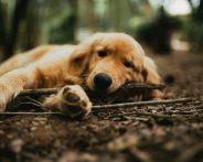 adorable-animal-animal-photography-1661666